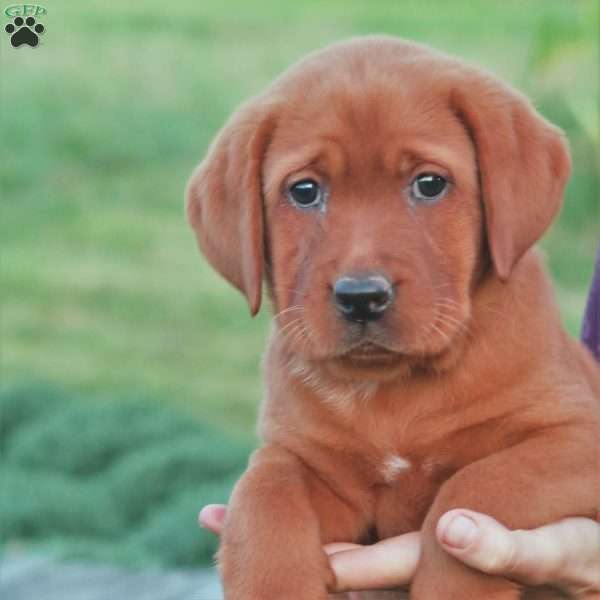 Olympia, Fox Red Labrador Retriever Puppy